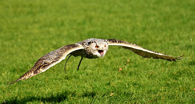 VirtueMart Version Eagle Owl